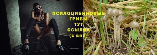 прущие грибы Сосновка